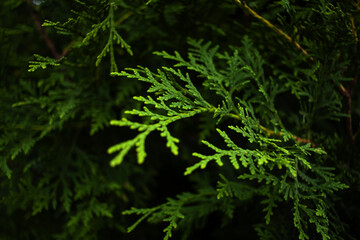 Cypress tree. Close-up of green conifers plant leaves in the forest