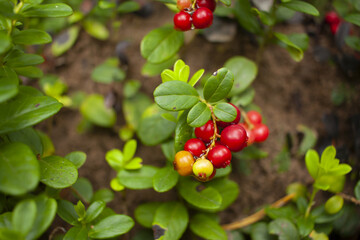 Lingonberry Branch Red Berries Green Leaves Closeup Nature Photography Autumn Fall