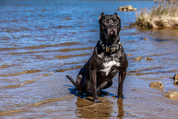 A black guard dog sits on the seashore, guarding a Cane Corso © dominikspalek.pl
