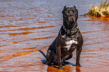 A black guard dog sits on the seashore, guarding a Cane Corso © dominikspalek.pl