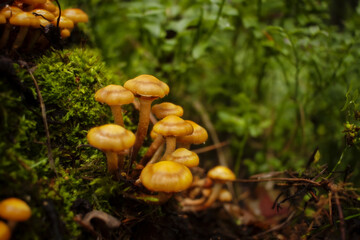 Mushrooms in the forest. Inedible mushrooms. Poisonous