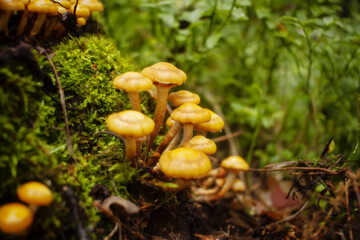 Mushrooms in the forest. Inedible mushrooms. Poisonous
