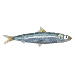 Hand drawn sardine fish illustration