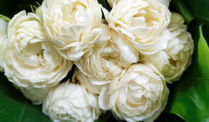 Bouquet of blooming White Jasminum Sambac or Arabian Jasmine, beautiful double petal, fragrant scent flowers wrapped in green Banana leaf