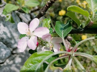 pink flowers in the garden
