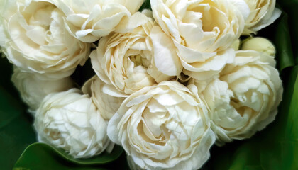Bouquet of blooming White Jasminum Sambac or Arabian Jasmine, beautiful double petal, fragrant scent flowers wrapped in green Banana leaf
