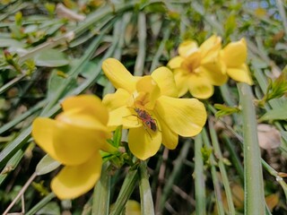 yellow orchid in garden
