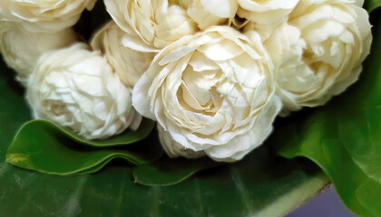 Bouquet of blooming White Jasminum Sambac or Arabian Jasmine, beautiful double petal, fragrant scent flowers wrapped in green Banana leaf