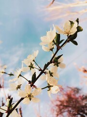 cherry blossom in spring and blue sky in background 