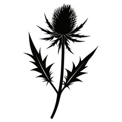 Pale Thistle vector clean black silhouette design white background