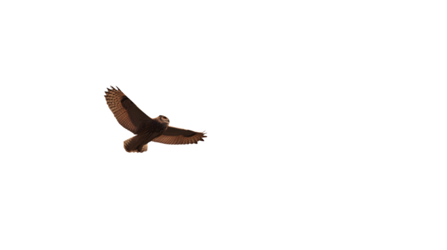 Short-eared owl in flight, isolated on transparent background