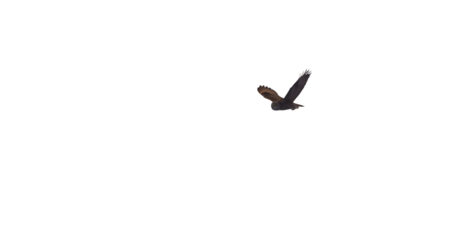 Barn Owl in Flight, isolated on transparent background