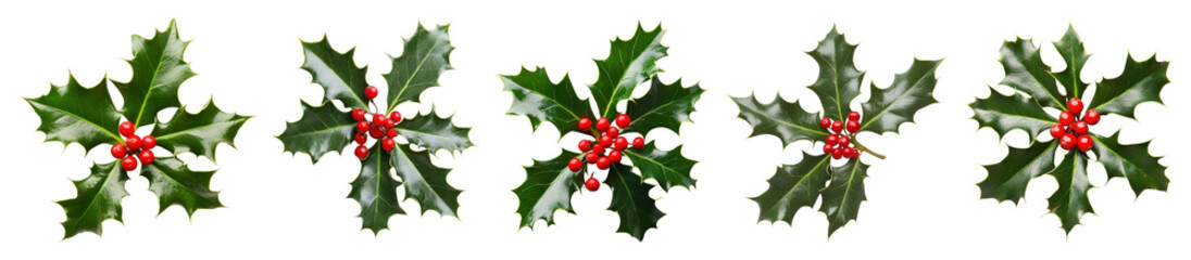 PNG Festive holly leaves with berries, element set on transparent background