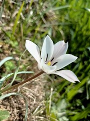 Fototapeta premium snowdrop flower in the forest