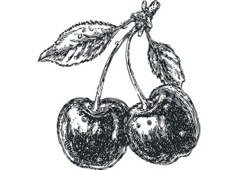 Hand Drawn Pair of Cherries with Stems and Leaves. Vector hand drawn illustration