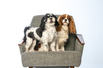 Cavalier King Charles Spaniel and Shih Tzu sitting in a chair