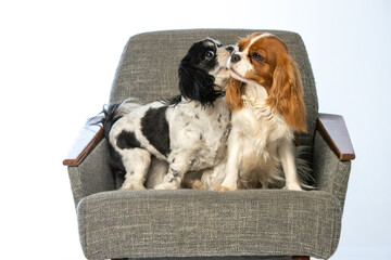 Cavalier King Charles Spaniel and Shih Tzu sitting in a chair