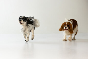 Cavalier King Charles Spaniel and Shih Tzu sitting in a chair