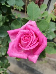 pink rose with water drops