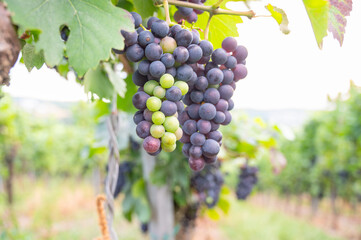 Moselle vineyard, blue ripe grapes, Pinot Noir wine growing on vine, Mosel river valley Trier, Germany, harvest and agriculture, rhineland palatine