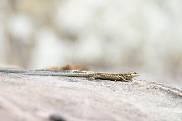 Common wall lizard on slate stone, Podarcis muralis, reptile living in Northern Europe and North America, wildlife moselle valley