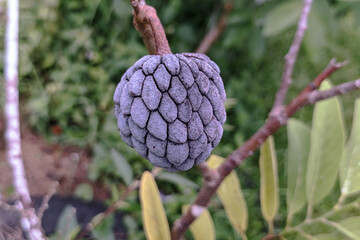 Purple Sugar Apple Fruit (Annona squamosa) Close-Up