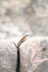 Common wall lizard on slate stone, Podarcis muralis, reptile living in Northern Europe and North America, wildlife moselle valley