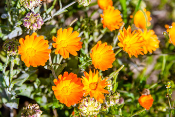 Calendula flowers on a green natural background

