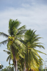 Coconut trees in Asia are useful and have hard fruits with sweet, fragrant water.