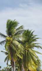 Coconut trees in Asia are useful and have hard fruits with sweet, fragrant water.