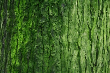 Obraz premium Close up of tree bark covered in green moss and lichen growth