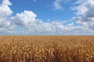 Naklejka premium Expansive Landscape of Golden Cornfield Under a Bright Blue Sky