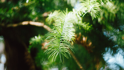 pine needles in sunlight woth soft forest bokeh