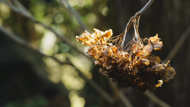 Dried plant cluster hanging from branch in forest blur - Powered by Adobe
