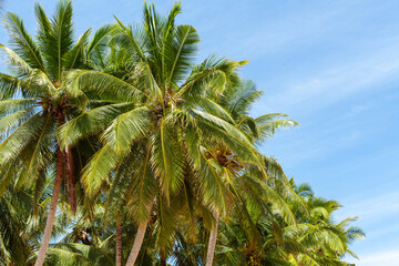 Green coconut palm trees on blue sky background closeup, palm leaves texture, palm branches, palm leaf, palm jungle, exotic foliage, tropical island sea beach, summer holidays, vacation, travel banner