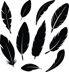 Colorful feather vector illustrations and seamless patterns of various bird plumes, wings, and quills for art and design