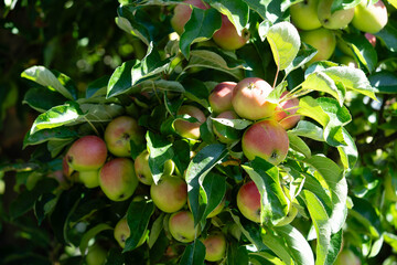 Erntezeit im Alten Land bei Hamburg, die Äpfel Malus sind reif