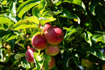 Erntezeit im Alten Land bei Hamburg, die Äpfel Malus sind reif