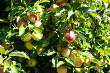 Erntezeit im Alten Land bei Hamburg, die Äpfel Malus sind reif