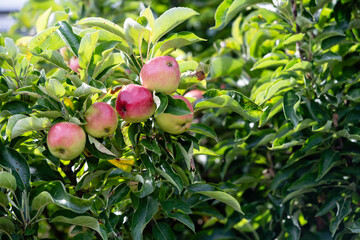 Erntezeit im Alten Land bei Hamburg, die Äpfel Malus sind reif