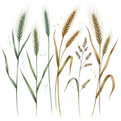 Fototapeta premium Wild Rye Field Watercolor Painting - Multiple Botanical Grass Species for Educational Wall Art and Nature Themed Decor