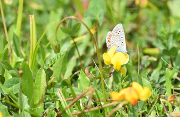 Blue butterfly sitting on a yellow flower, insect and meadow