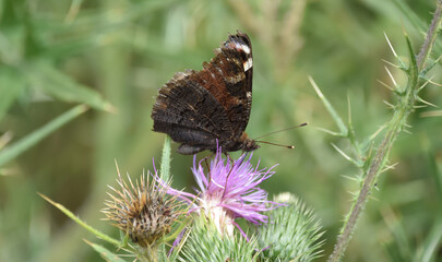 Peacock butterfly sitting on a thistle insect and meadow