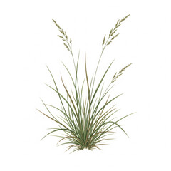 Fescue Grass Watercolor Art - Detailed Botanical Study of Fine-Leaved Grass for Educational Prints and Nature Wall Decor

