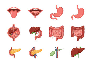 Anatomical chart displaying various organs of the human digestive system