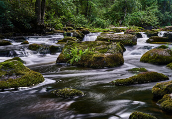 Obraz premium river in forest