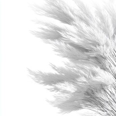 Obraz premium white pampas grass on white background