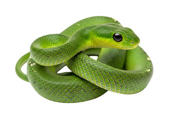 Fototapeta premium A vibrant green snake coils elegantly against a stark black background.