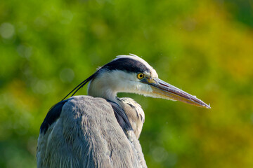 Portrait of a grey heron against a blurred backdrop