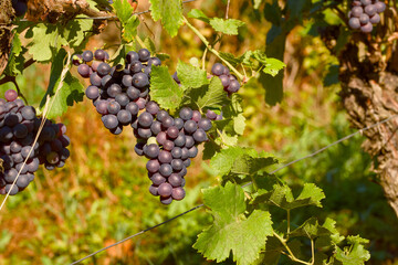 Close-up of a ripening bunch of grapes in the vineyard illuminated by morning sunlight